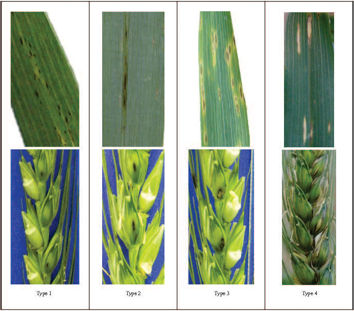 Composition. 8 images arranged horizontally 4x4. The top ones are close-up shots of long dark green leaves with straight light green lines and black or yellowish spots. The bottom ones are lime green wheat clumps, some have spots. The clumps are half oval half triangular and grow upwards from the stem. They also have small, long, thin leaves.