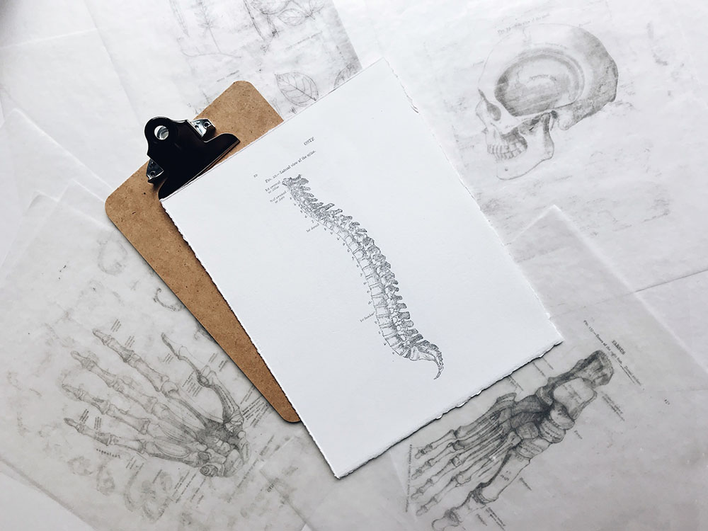 Photo: illustration of a spine in gray tones on a cardboard paper. Below a wooden board. In the background, illustrations on butcher paper in different sheets spread over a surface (hand bones, skull, foot bones).