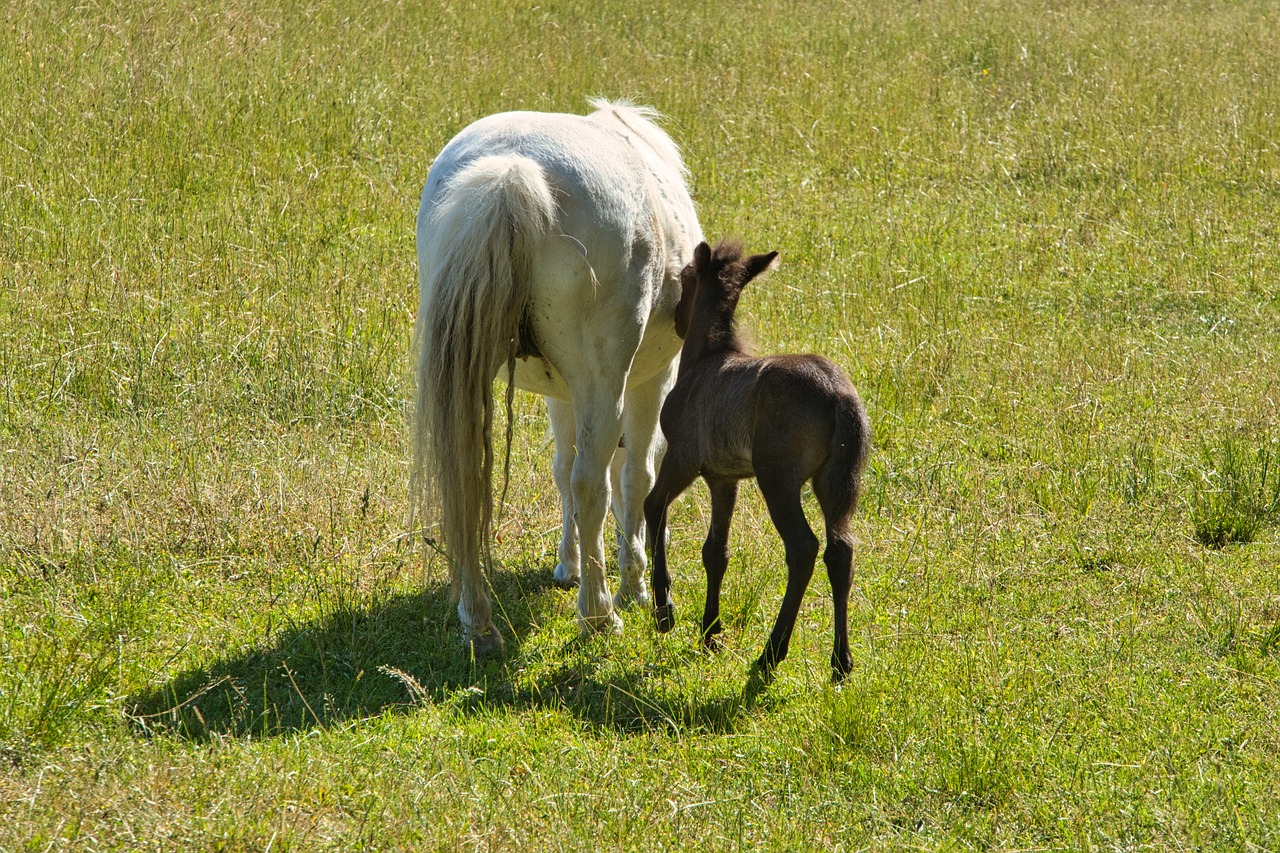 Photo: adult horse and baby horse walking in a pasture.