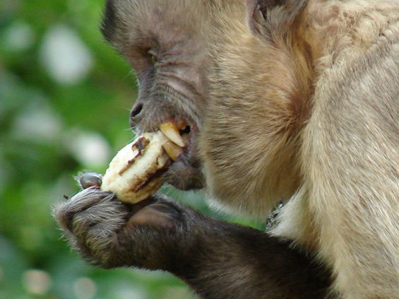 Pesquisa detalha comportamento e alimentação dos macacos-prego que vivem no  Bosque dos Macacos — Universidade Federal da Integração Latino-Americana