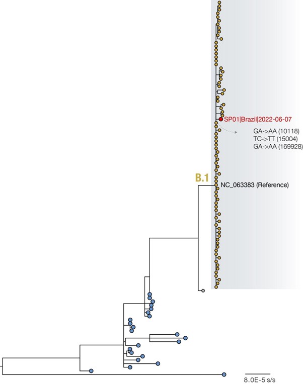 Sequenciamento do genona da linhagem B.1