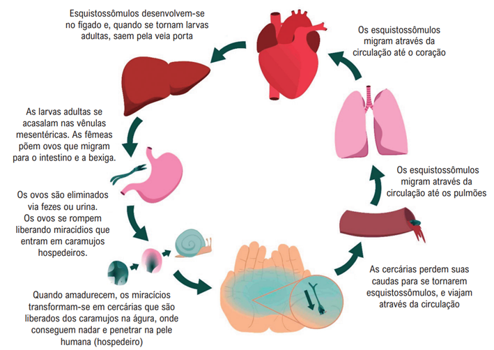 Infográfico demonstrando o ciclo de vida do schistosoma