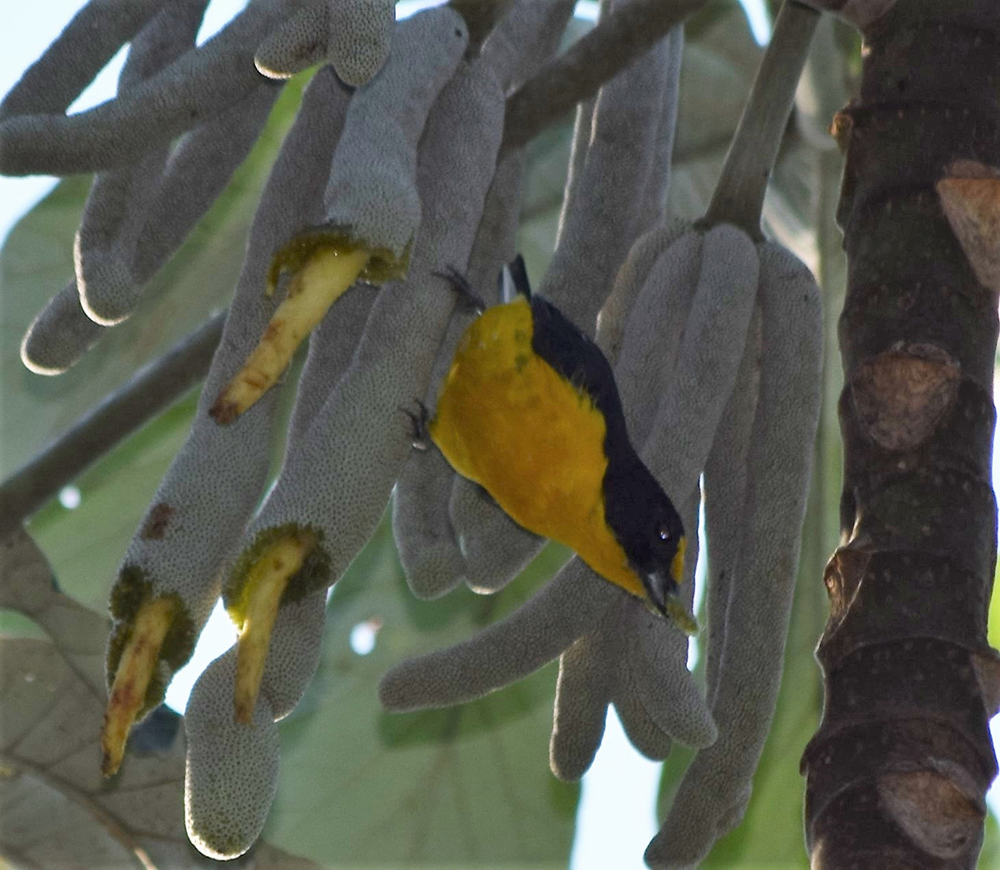 Gaturamo-verdadeiro, pássaro pequeno, de dorso preto-azulado e parte inferor amarela, pousado em um fruto de embaúba.