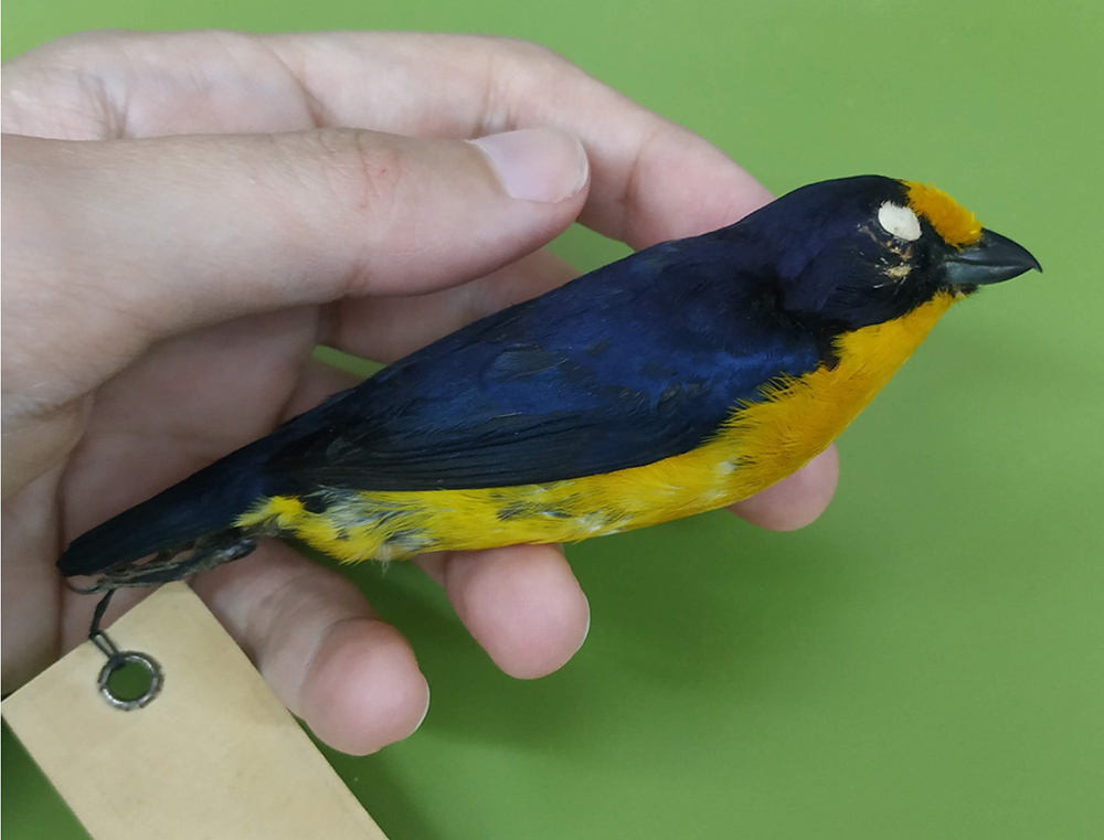 Mão segurando um espécime empalhado de gaturamo-verdadeiro, pássaro pequeno, de dorso preto-azulado e parte inferor amarela sobre uma mesa verde.