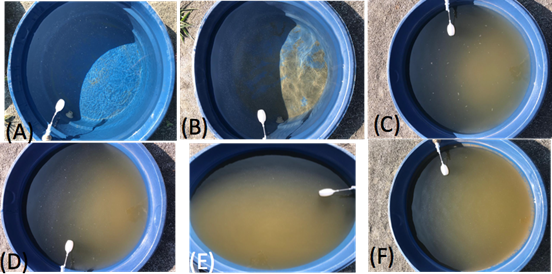 Fotografias dos seis mesocosmos utilizados no experimento. O primeiro mostra água de melhor qualidade (límpida) e o último a água de pior qualidade (mais turva).