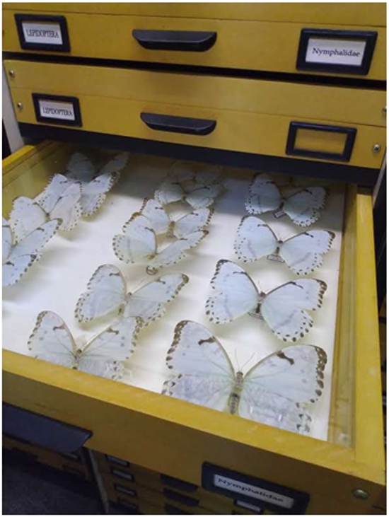Foto. Três gavetas amarelas de arquivo. A terceira está aberta e contem uma coleção de borboletas brancas com pequenos detalhes em marrom nas pontas.