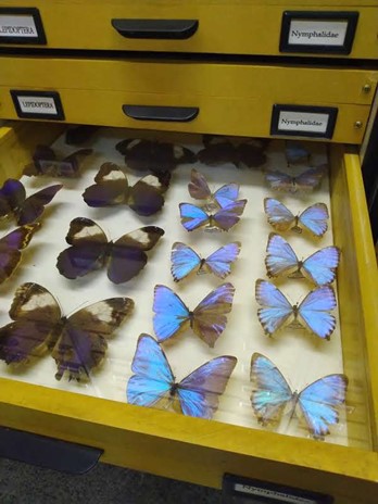 Foto. Três gavetas amarelas de arquivo. A terceira está aberta e contem uma coleção de borboletas. As duas fileiras da esquerda são de borboletas escuras com manchas brancas. As duas fileiras da direita são azuis em um tom bem claro e detalhes roxos.