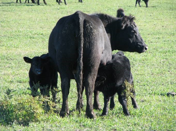 Vertical horizontal photo. A black-haired cow with two calves on her side. They are in a very green pasture.