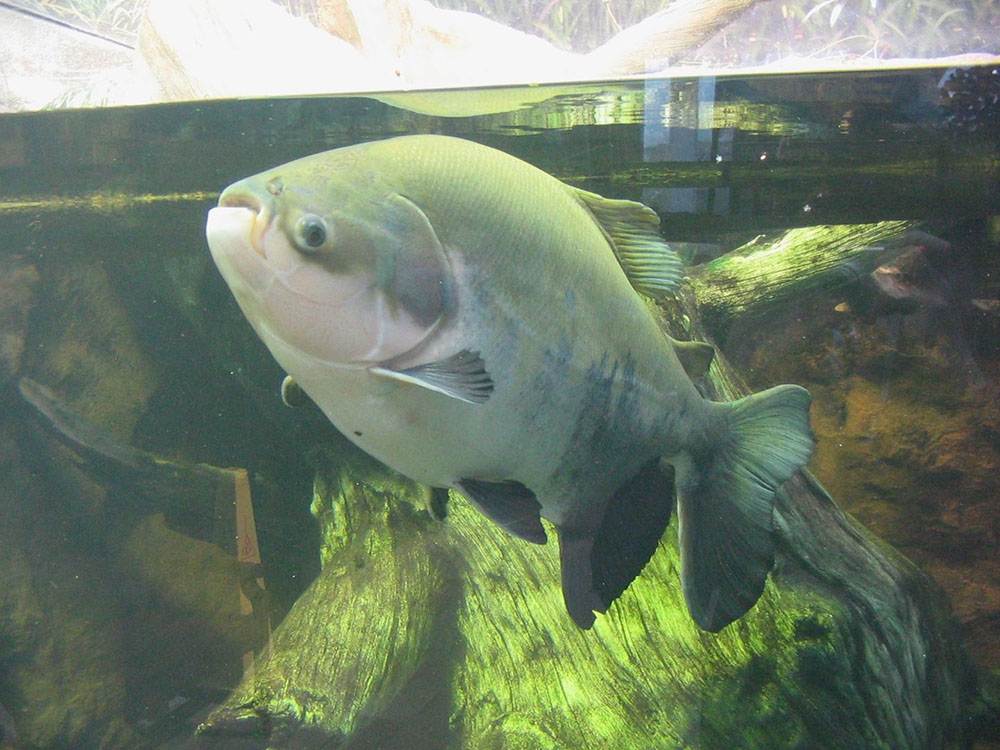 Foto de um peixe largo, comprido e esverdeado dentro de um aquário.