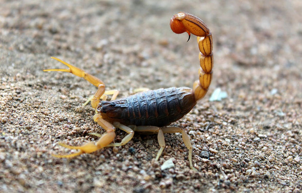 Foto de escorpião sobre pequenos pedregulhos. Ele tem as patas articuladas e amareladas, corpo marrom avermelhado e cauda com ferrão amarelo-alaranjado.