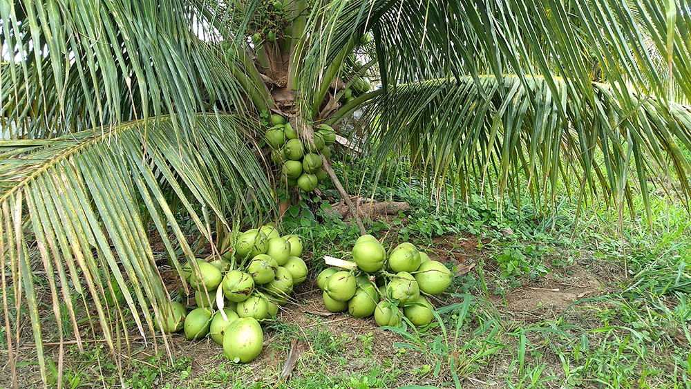 Well-lit photo of a coconut tree with at least 10 coconuts on the tree and very wide leaves. On the ground, grass, soil, and two piles of coconuts (about 30 coconuts).