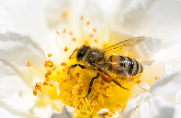 Foto de abelha dentro de uma flor branca. Ela está pousada bem no centro da flor, na parte amarela onde fica o pólen.