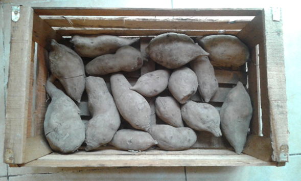 Foto de uma caixa de madeira com 16 batatas yacon.