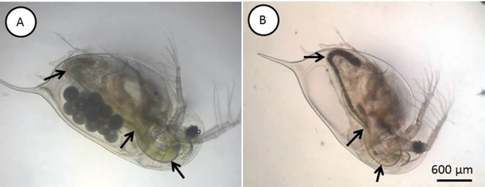 Indivíduos adultos de Daphnia similis. Em A setas indicam o trato digestivo apenas com algas (aspecto verde). Em B é possível ver o tubo digestivo (setas) cheios de microplásticos (aspecto preto). 