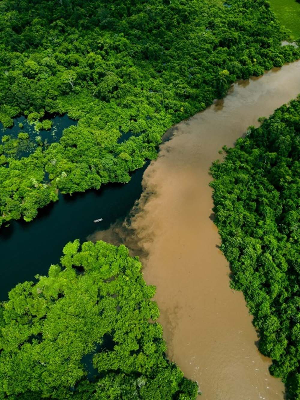 Rio Salobra (escuro) desaguando no Rio Miranda (marrom). 