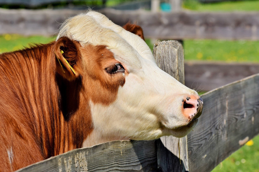 Fotografia de uma vaca com a cabeça apoiada em uma cerca. Ao fundo, é possível ver um campo gramado, que está desfocado.