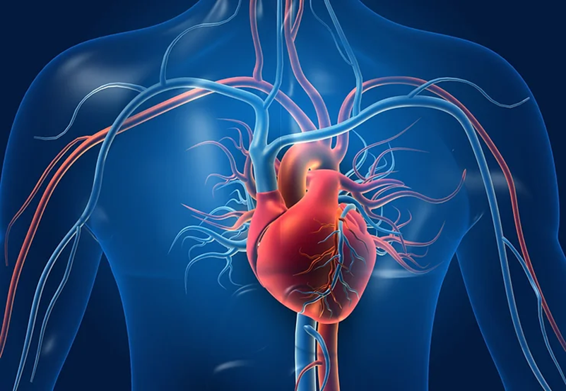 Ilustração de um coração humano com vasos sanguíneos.