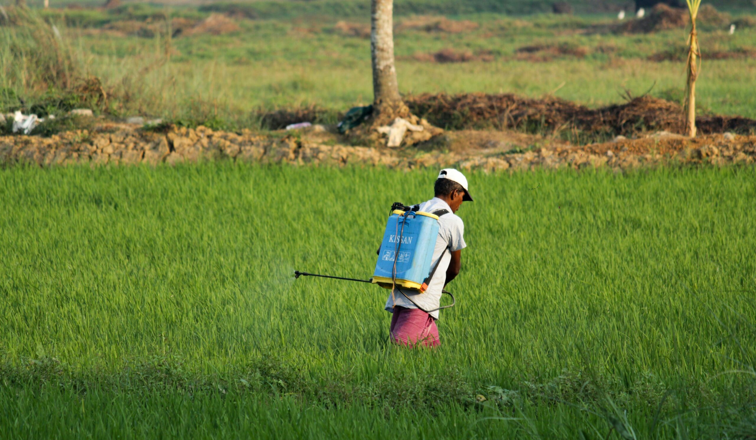 Fotografia de um trabalhador agrícola aplicando agrotóxicos no campo Fotografia de um trabalhador agrícola aplicando agrotóxicos no campo