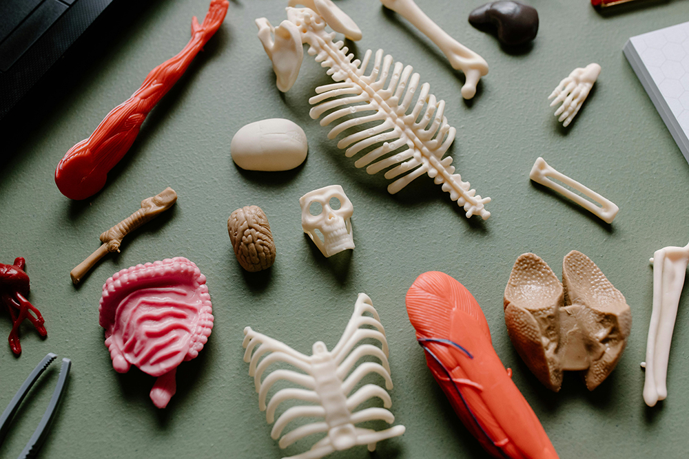 Fotografia de pequenos brinquedos em formato de órgãos e ossos humanos sobre uma mesa Fotografia de pequenos brinquedos em formato de órgãos e ossos humanos sobre uma mesa