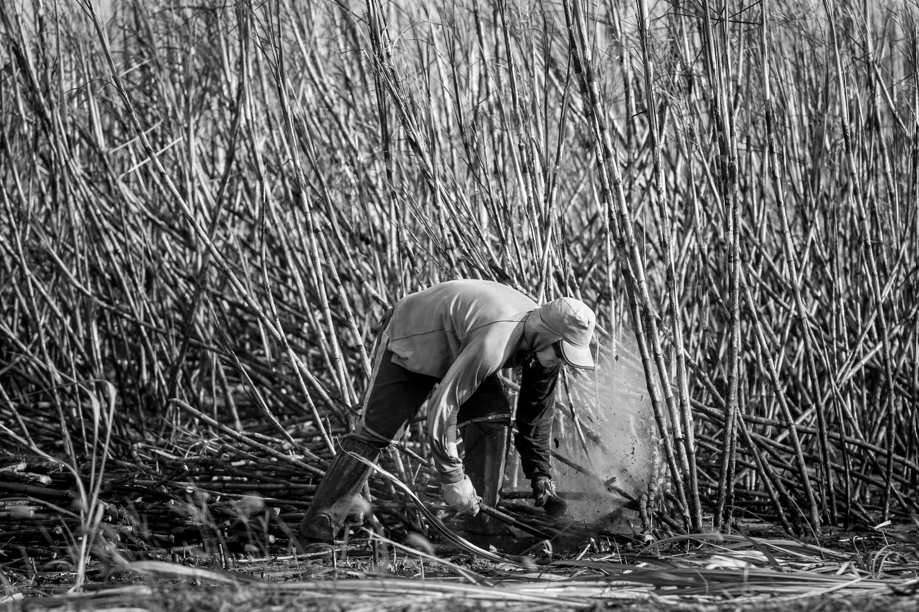 Fotografia em preto e branco mostrando um trabalhador agrícola realizando tarefas relacionada as plantações. Fotografia em preto e branco mostrando um trabalhador agrícola realizando tarefas relacionada as plantações.