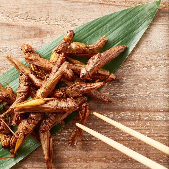 Uma fotografia de uma porção de gafanhotos, servidos sobre uma folha verde, com palitos. Uma fotografia de uma porção de gafanhotos, servidos sobre uma folha verde, com palitos.
