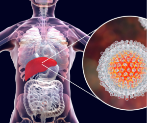 Ilustração médica tridimensional que destaca o fígado humano e uma representação ampliada de um vírus.