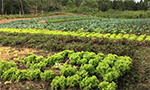 Organic agriculture brings quality of life to producers