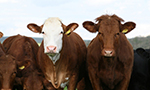 Transport of cattle influences meat quality