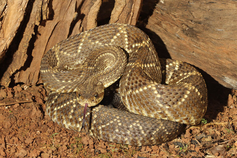 The effects of the presence or absence of crotamine in rattlesnake ...