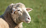 Use of tanine in sheep feeding has positive results