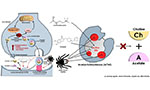 Spider venom neurotoxins from the Philippine tarantula: a new source for biomedical leads