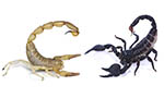 Tools of death with a touch of romance: all the amazing things scorpions use their weapons for