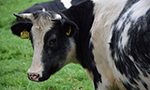 Genomic monitoring of Holstein cattle as a strategy in dairy production