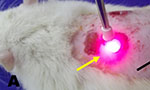 Laser therapy together with a fibrin biopolymer improves nerve and bone tissue regeneration