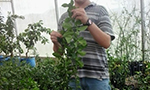 Photograph of a man analyzing a citrus tree seedling in a greenhouse.