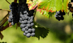 Hybrid grape seeds can inhibit the initial phase of some types of cancer
