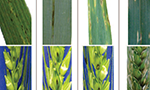Composition. 8 images arranged horizontally 4x4. The top ones are close-up shots of long dark green leaves with straight light green lines and black or yellowish spots. The bottom ones are lime green wheat clumps, some have spots. The clumps are half oval half triangular and grow upwards from the stem. They also have small, long, thin leaves.