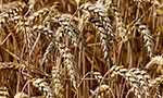 Evaluation of genetic resistance to brusone in wheat grown in Brazil