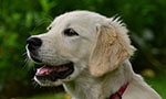 Photo of a golden retriever. He is looking to the left with his mouth open. In the background, blurry bushes and grass.
