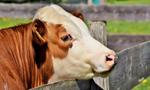 Photograph of a cow with its head resting on a fence. In the background, a blurred grassy field is visible.