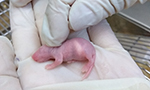 Photograph showing a newborn hairless mouse pup lying on two hands protected by white latex gloves