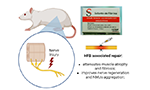 Diagram illustrating the repair of nerve injury using HFB therapy, with a depiction of a nerve, rats, a syringe, and text explaining benefits.