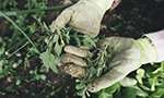 Photograph of a pair of gloved hands holding freshly picked herbs or plants, with more greenery visible in the background.