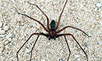 The image shows two live Loxosceles intermedia spiders from the Ezequiel Dias Foundation (FUNED) in Belo Horizonte, MG, Brazil. On the left side (A), we see a male specimen, which is smaller and has a slimmer abdomen. On the right side (B), there is a female specimen, which is larger and has a more rounded and voluminous abdomen. Both spiders have a brown coloration, long and thin legs, and bodies with characteristics typical of the species.