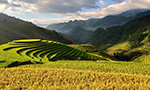 Photograph of crops in a mountainous region.