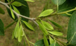 photograph of the tree branch Eucommia ulmoides