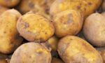 photograph of potatoes