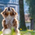 Photograph of a dog with its head tilted up and sitting on a lawn