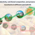 graphic image of productivity, nutritional composition and presence of mycotoxins in different corn hybrids