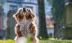 Photograph of a dog with its head tilted up and sitting on a lawn